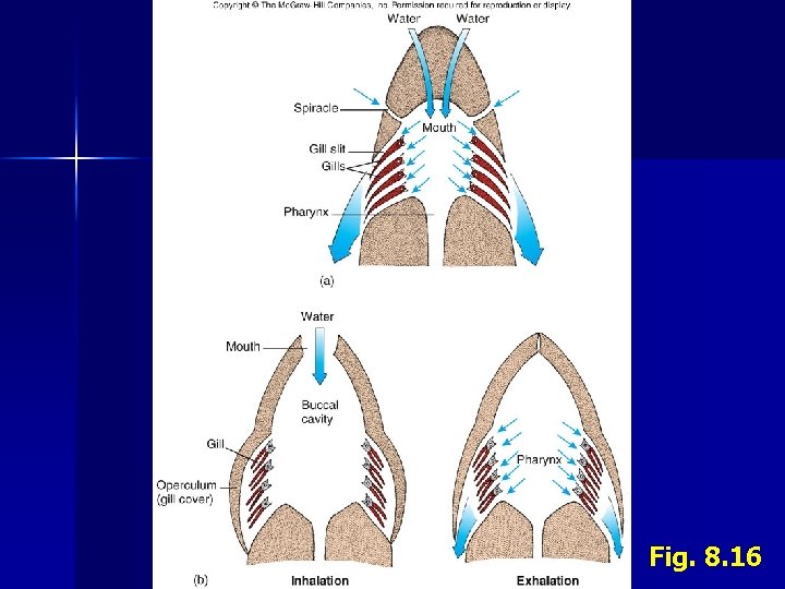 Fig. 8. 16 