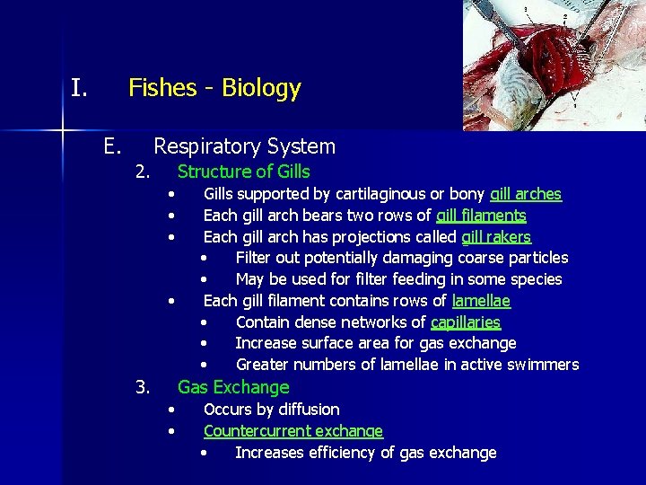 I. Fishes - Biology E. Respiratory System 2. Structure of Gills • • 3.