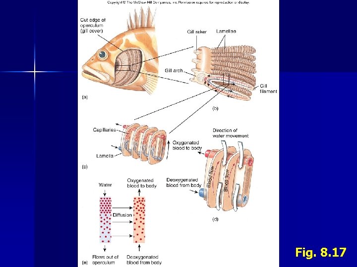 Fig. 8. 17 