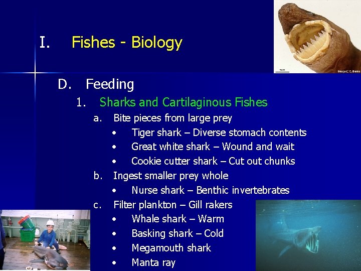 I. Fishes - Biology D. Feeding 1. Sharks and Cartilaginous Fishes a. Bite pieces