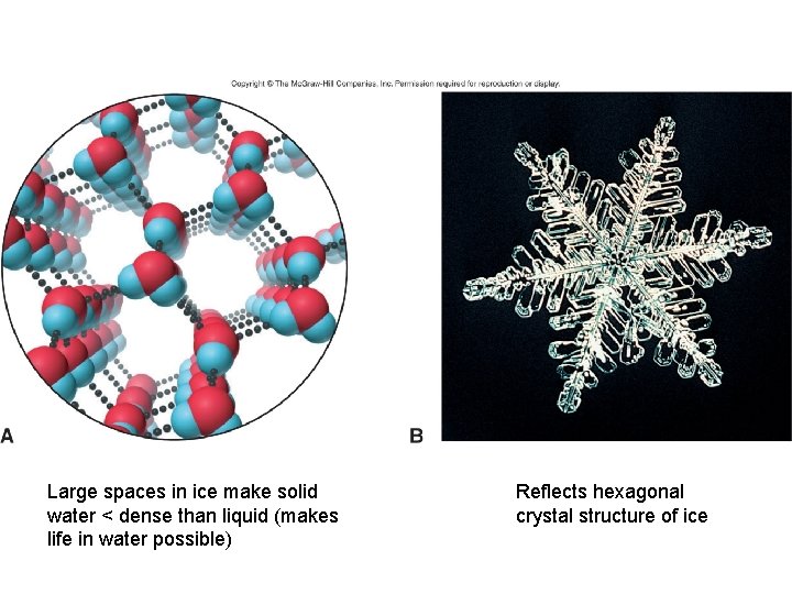 Large spaces in ice make solid water < dense than liquid (makes life in