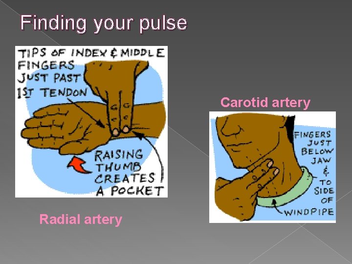 Finding your pulse Carotid artery Radial artery 