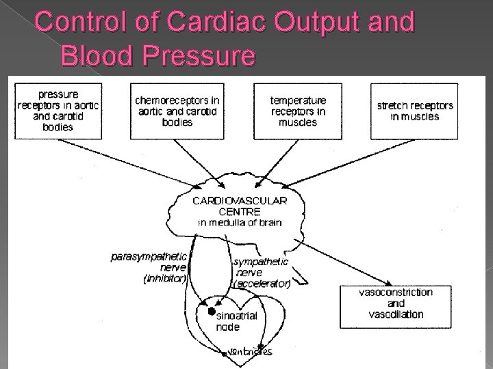 Control of Cardiac Output and Blood Pressure Parasympathetic & sympathetic nerves to smooth muscle