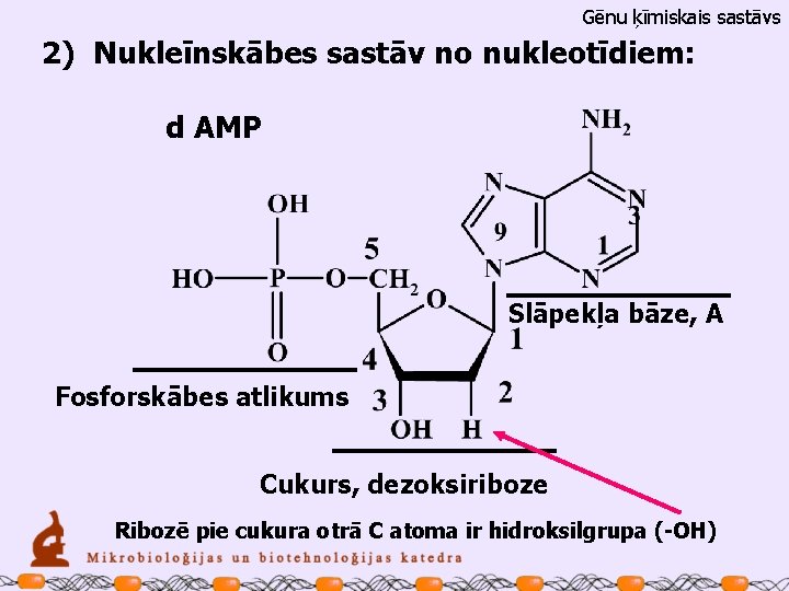 Gēnu ķīmiskais sastāvs 2) Nukleīnskābes sastāv no nukleotīdiem: d AMP Slāpekļa bāze, A Fosforskābes