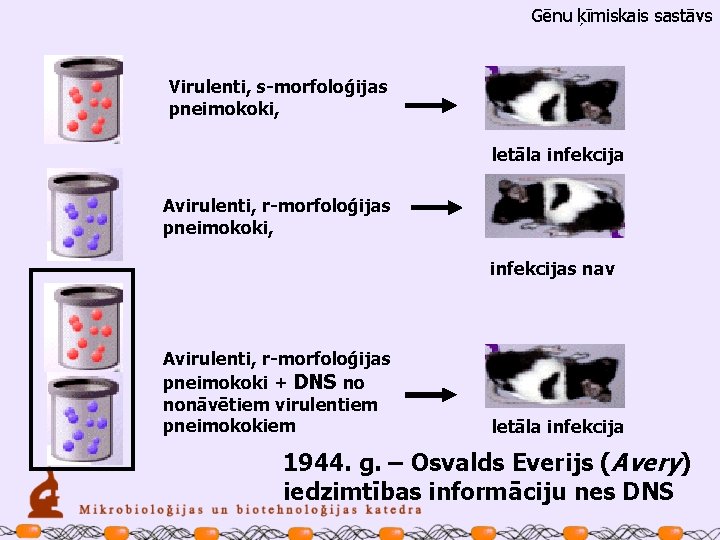 Gēnu ķīmiskais sastāvs Virulenti, s-morfoloģijas pneimokoki, letāla infekcija Avirulenti, r-morfoloģijas pneimokoki, infekcijas nav Avirulenti,