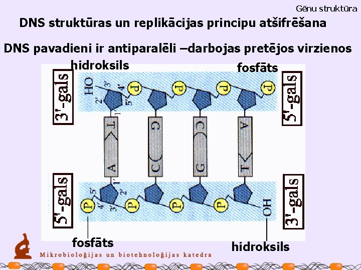 Gēnu struktūra DNS struktūras un replikācijas principu atšifrēšana DNS pavadieni ir antiparalēli –darbojas pretējos