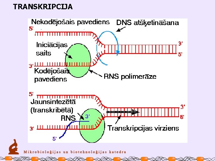 TRANSKRIPCIJA 