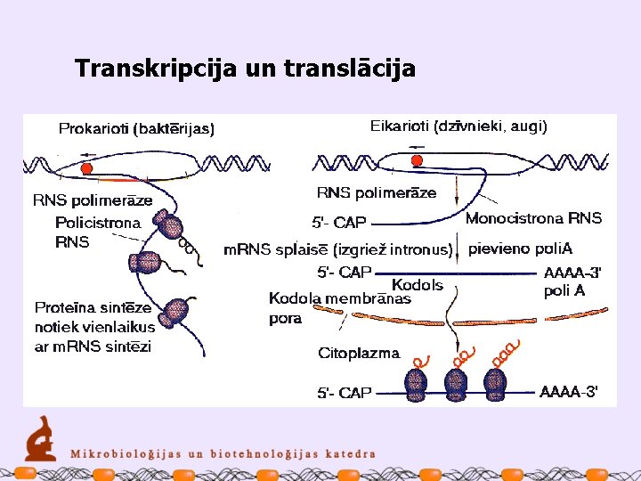 Transkripcija un translācija 