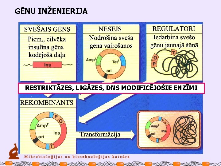 GĒNU INŽENIERIJA RESTRIKTĀZES, LIGĀZES, DNS MODIFICĒJOŠIE ENZĪMI 