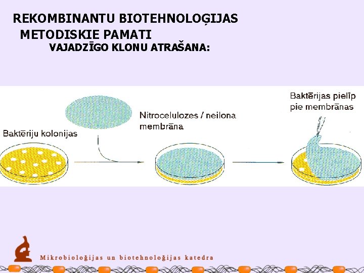 REKOMBINANTU BIOTEHNOLOĢIJAS METODISKIE PAMATI VAJADZĪGO KLONU ATRAŠANA: 