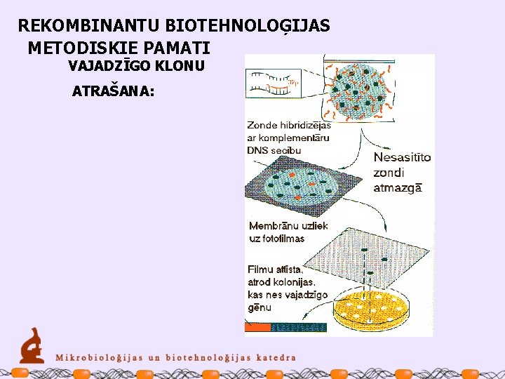 REKOMBINANTU BIOTEHNOLOĢIJAS METODISKIE PAMATI VAJADZĪGO KLONU ATRAŠANA: 