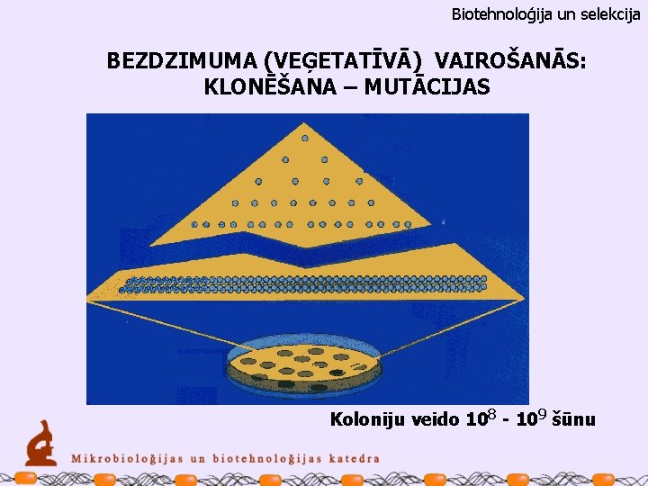 Biotehnoloģija un selekcija BEZDZIMUMA (VEĢETATĪVĀ) VAIROŠANĀS: KLONĒŠANA – MUTĀCIJAS Koloniju veido 108 - 109