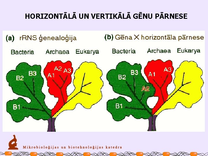 HORIZONTĀLĀ UN VERTIKĀLĀ GĒNU PĀRNESE 