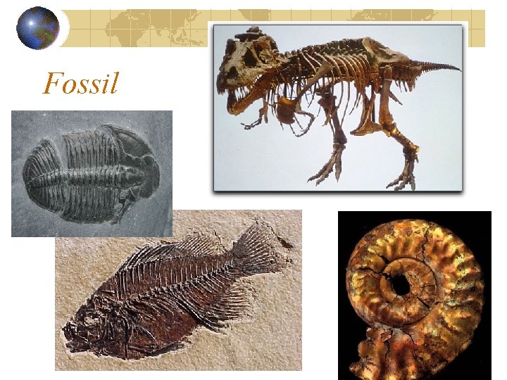 Fossil 