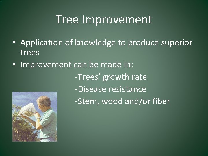 Tree Improvement • Application of knowledge to produce superior trees • Improvement can be