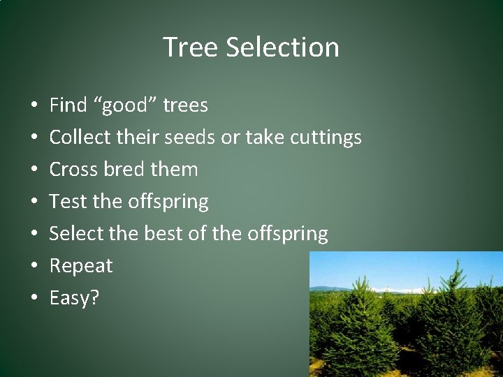 Tree Selection • • Find “good” trees Collect their seeds or take cuttings Cross