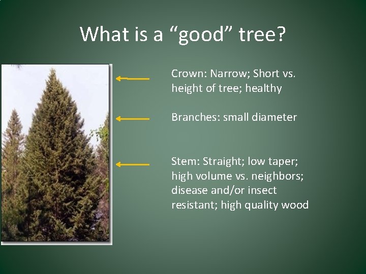 What is a “good” tree? Crown: Narrow; Short vs. height of tree; healthy Branches: