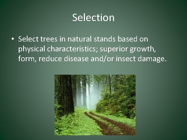 Selection • Select trees in natural stands based on physical characteristics; superior growth, form,