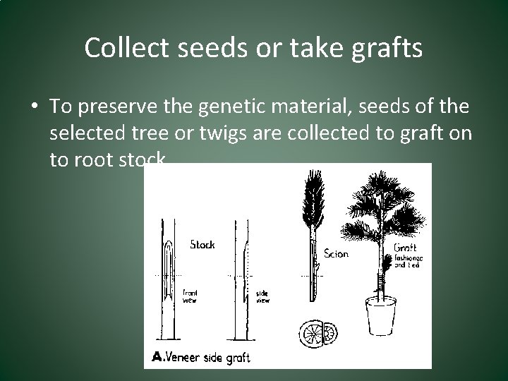 Collect seeds or take grafts • To preserve the genetic material, seeds of the