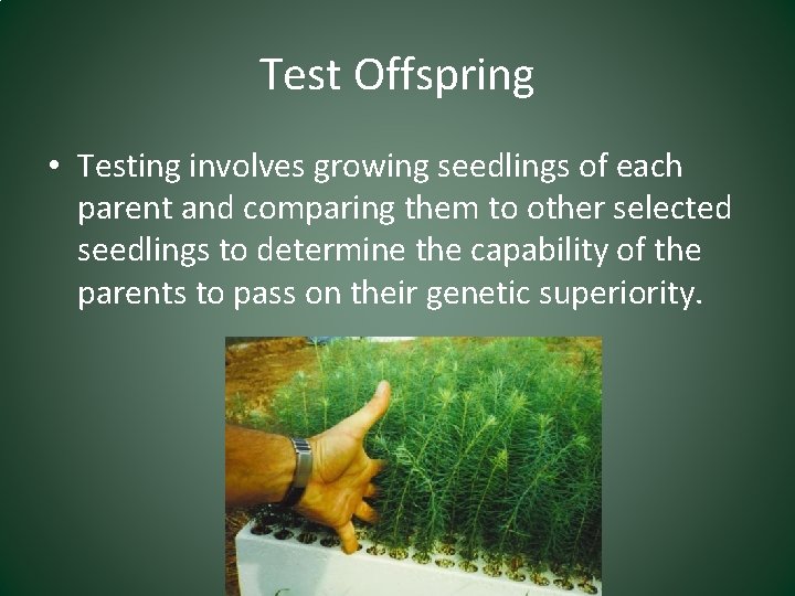 Test Offspring • Testing involves growing seedlings of each parent and comparing them to