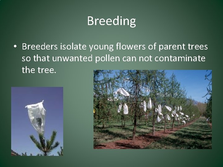 Breeding • Breeders isolate young flowers of parent trees so that unwanted pollen can