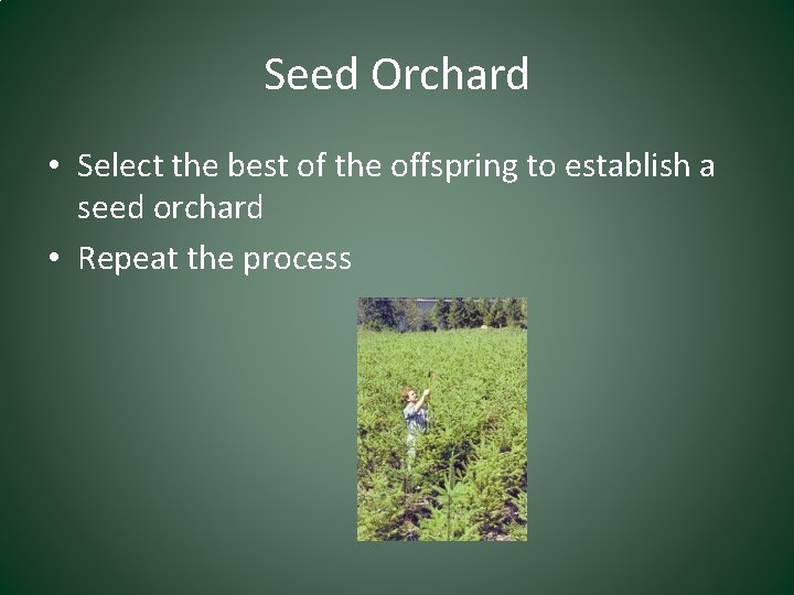 Seed Orchard • Select the best of the offspring to establish a seed orchard