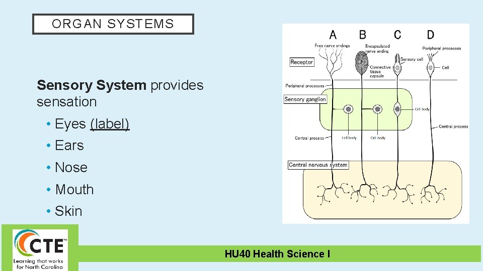 ORGAN SYSTEMS Sensory System provides sensation • Eyes (label) • Ears • Nose •