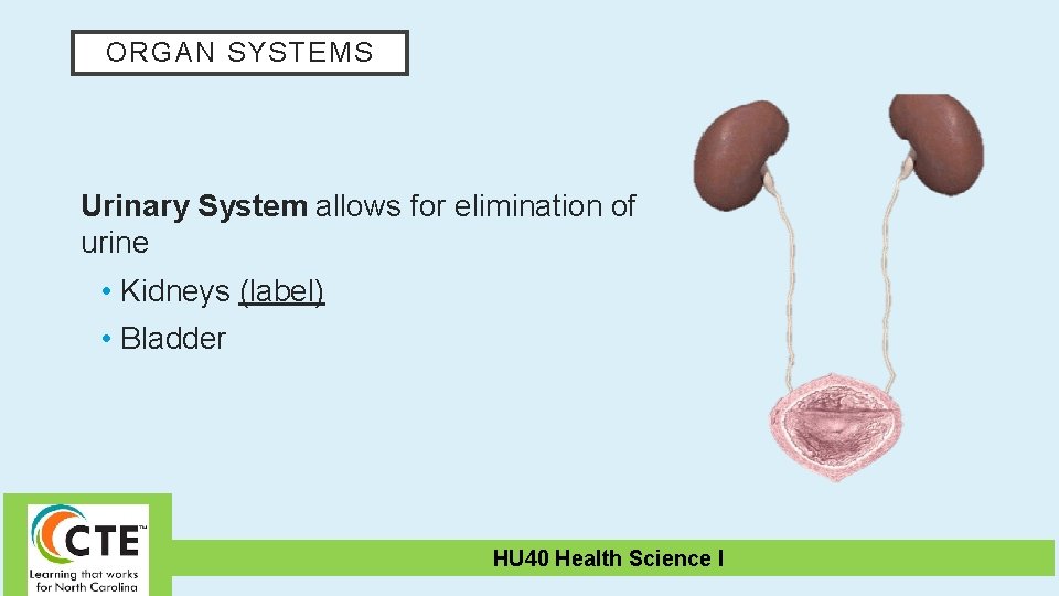 ORGAN SYSTEMS Urinary System allows for elimination of urine • Kidneys (label) • Bladder