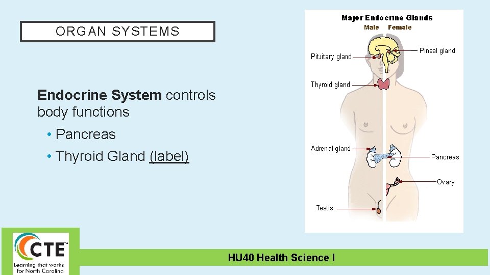 ORGAN SYSTEMS Endocrine System controls body functions • Pancreas • Thyroid Gland (label) HU