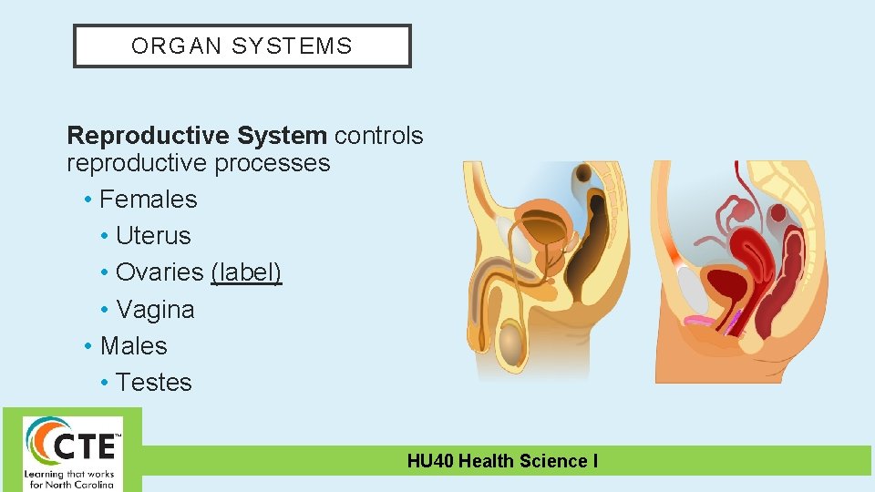 ORGAN SYSTEMS Reproductive System controls reproductive processes • Females • Uterus • Ovaries (label)