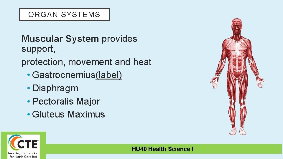 ORGAN SYSTEMS Muscular System provides support, protection, movement and heat • Gastrocnemius(label) • Diaphragm