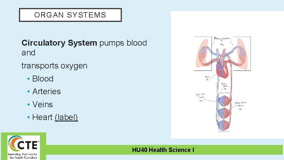 ORGAN SYSTEMS Circulatory System pumps blood and transports oxygen • Blood • Arteries •