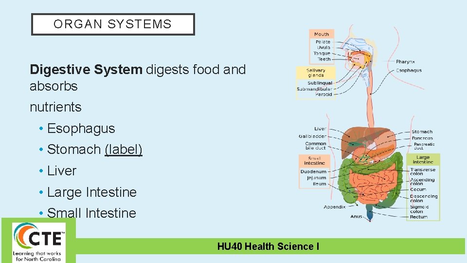 ORGAN SYSTEMS Digestive System digests food and absorbs nutrients • Esophagus • Stomach (label)