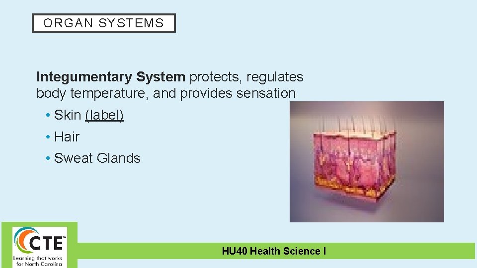 ORGAN SYSTEMS Integumentary System protects, regulates body temperature, and provides sensation • Skin (label)