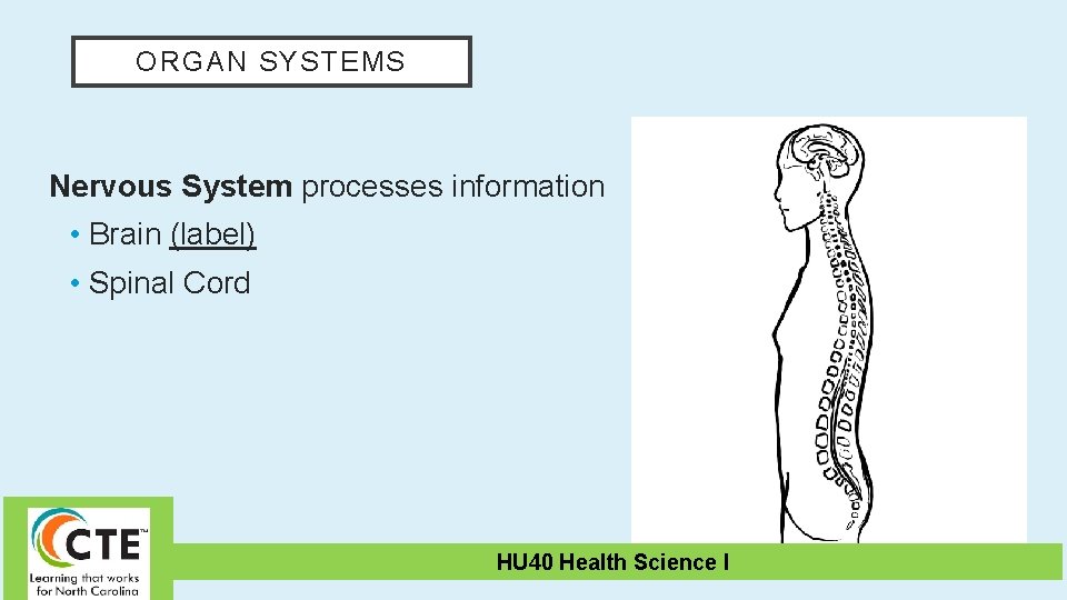 ORGAN SYSTEMS Nervous System processes information • Brain (label) • Spinal Cord HU 40