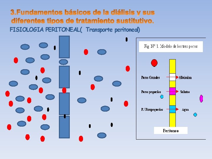 FISIOLOGIA PERITONEAL( Transporte peritoneal) 