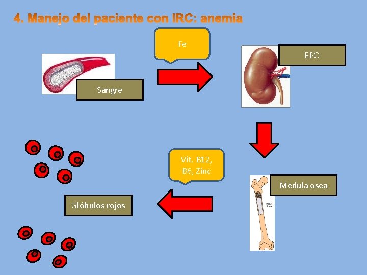 Fe EPO Sangre Vit. B 12, B 6, Zinc Medula osea Glóbulos rojos 