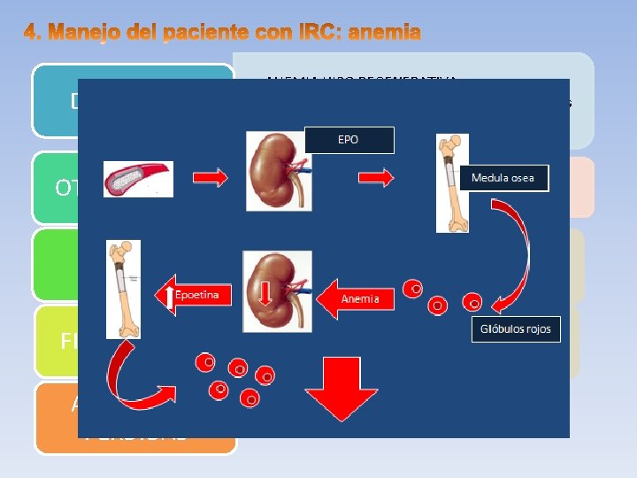 DEFICIT EPO OTROS DEFICIT TOXINAS UREMICAS FIBROSIS M. O. ASOCIADA A PERDIDAS • ANEMIA