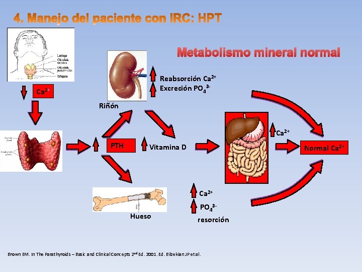 Metabolismo mineral normal Reabsorción Ca 2+ Excreción PO 43 - Ca 2+ Riñón Ca