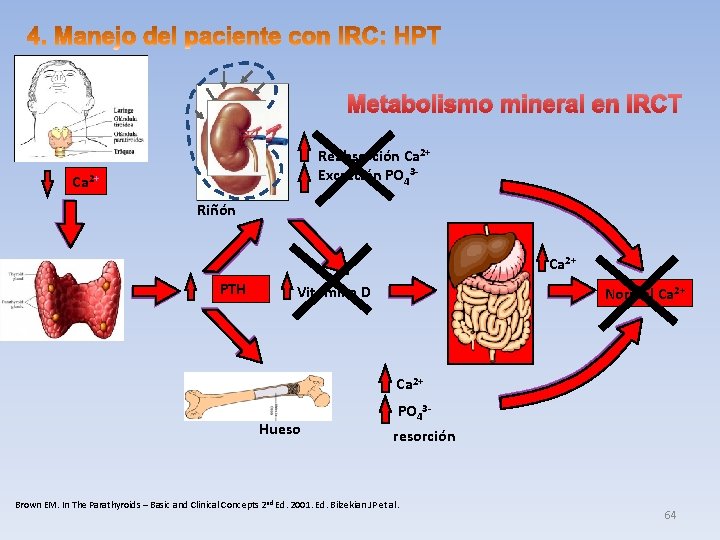 Metabolismo mineral en IRCT Reabsorción Ca 2+ Excreción PO 43 - Ca 2+ Riñón