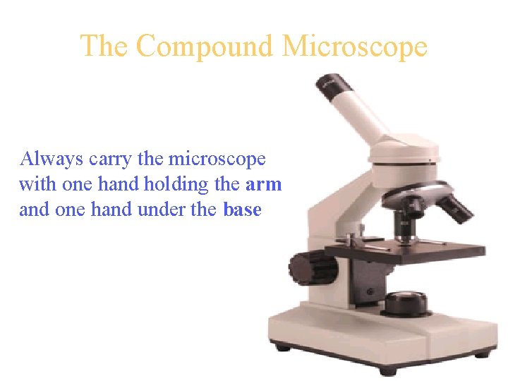 The Compound Microscope Always carry the microscope with one hand holding the arm and