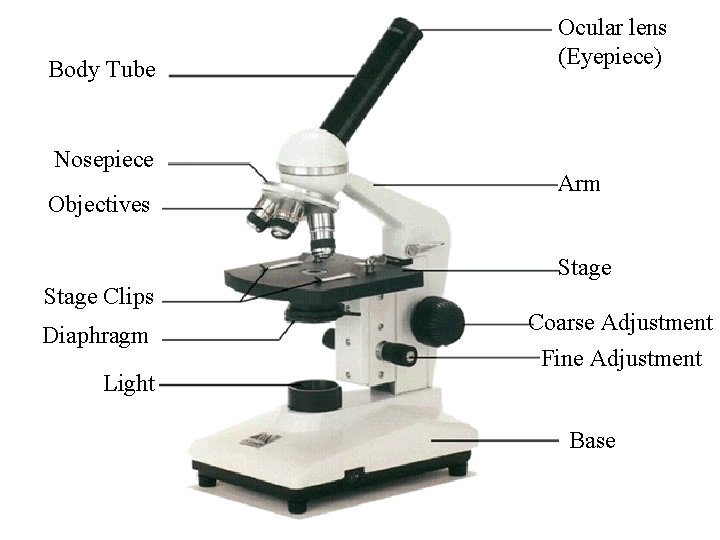 Body Tube Nosepiece Objectives Ocular lens (Eyepiece) Arm Stage Clips Diaphragm Light Coarse Adjustment