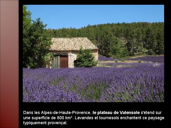 Dans les Alpes-de-Haute-Provence, le plateau de Valensole s'étend sur une superficie de 800 km².