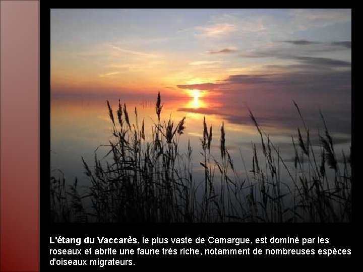 L'étang du Vaccarès, le plus vaste de Camargue, est dominé par les roseaux et