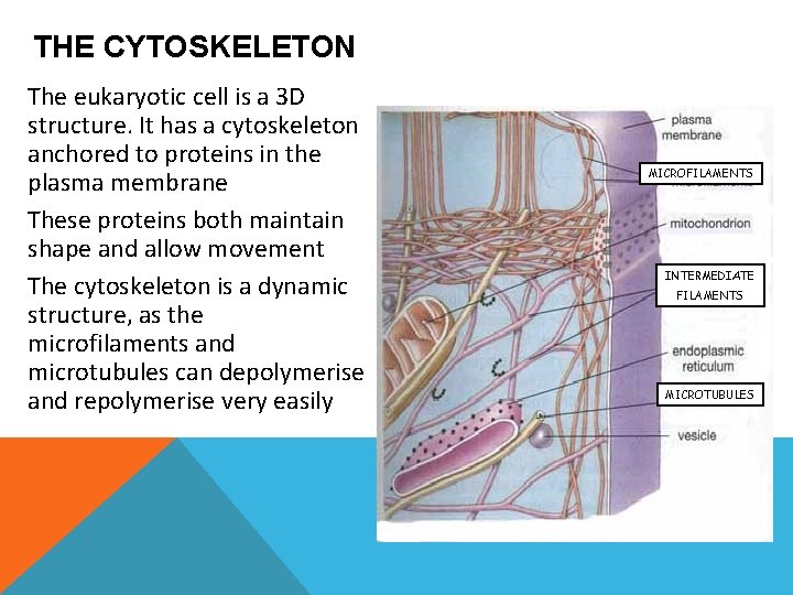 THE CYTOSKELETON The eukaryotic cell is a 3 D structure. It has a cytoskeleton