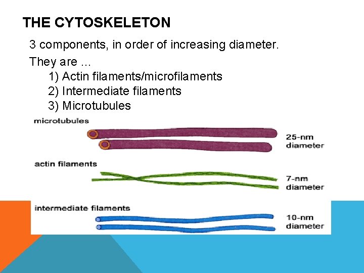 THE CYTOSKELETON 3 components, in order of increasing diameter. They are … 1) Actin