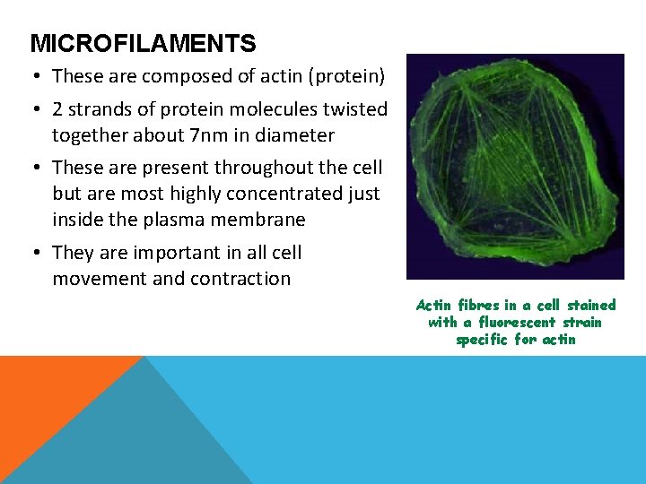 MICROFILAMENTS • These are composed of actin (protein) • 2 strands of protein molecules