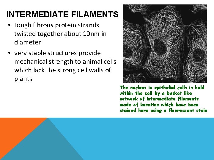 INTERMEDIATE FILAMENTS • tough fibrous protein strands twisted together about 10 nm in diameter INTERMEDIATE FILAMENTS • tough fibrous protein strands twisted together about 10 nm in diameter