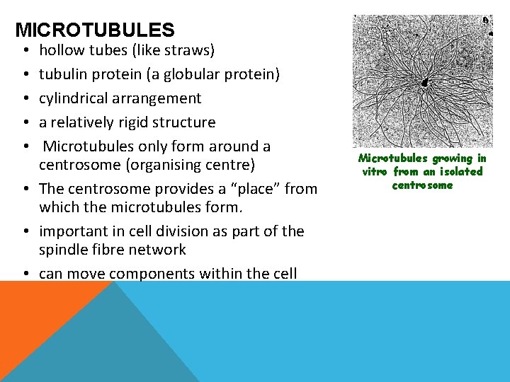 MICROTUBULES hollow tubes (like straws) tubulin protein (a globular protein) cylindrical arrangement a relatively