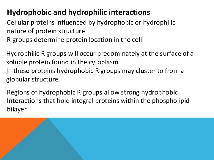 Hydrophobic and hydrophilic interactions Cellular proteins influenced by hydrophobic or hydrophilic nature of protein